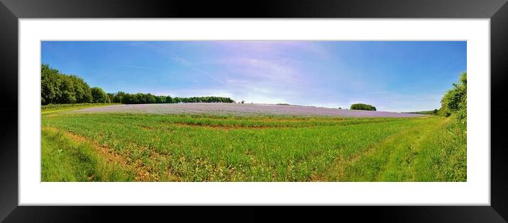Linseed field Framed Mounted Print by Susan Snow