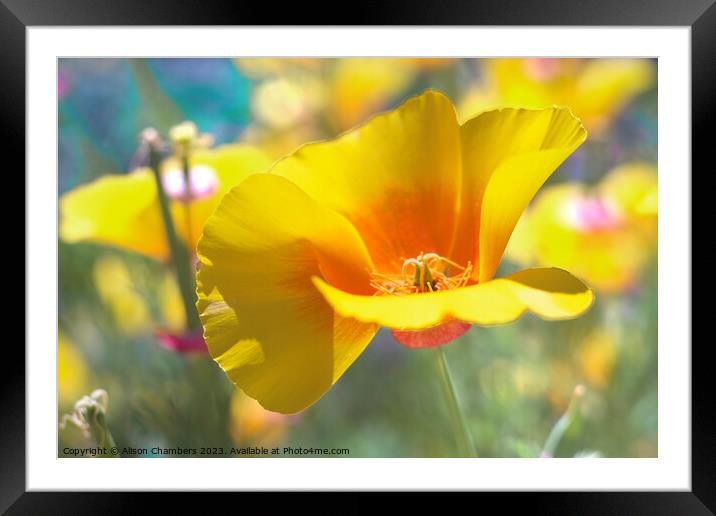 Californian Poppy Framed Mounted Print by Alison Chambers
