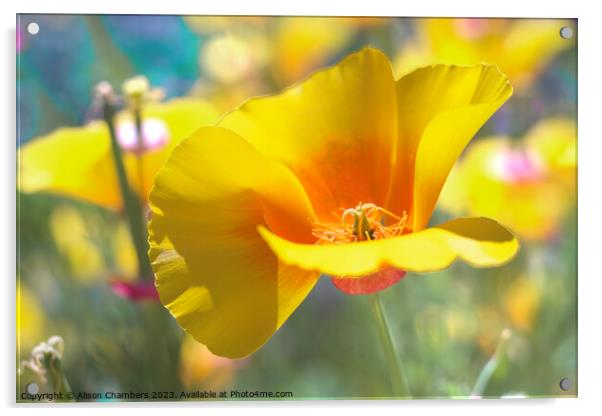 Californian Poppy Acrylic by Alison Chambers