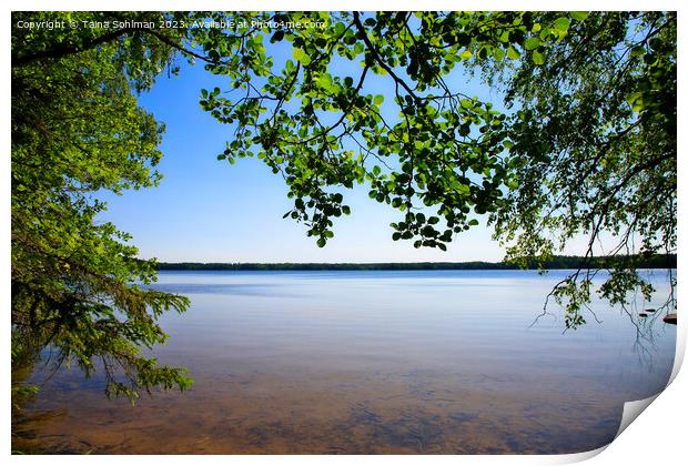 Midsummer at the Lake Print by Taina Sohlman