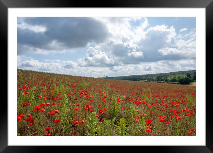 Poppy Field Sunlight Framed Mounted Print by Apollo Aerial Photography