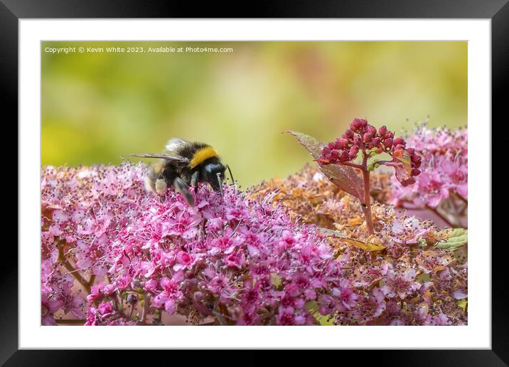 Bumblebee gorging on the summer pollen Framed Mounted Print by Kevin White