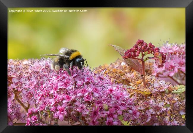 Bumblebee gorging on the summer pollen Framed Print by Kevin White