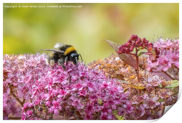 Bumblebee gorging on the summer pollen Print by Kevin White
