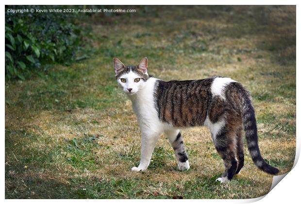 Brown and white tabby cat Print by Kevin White