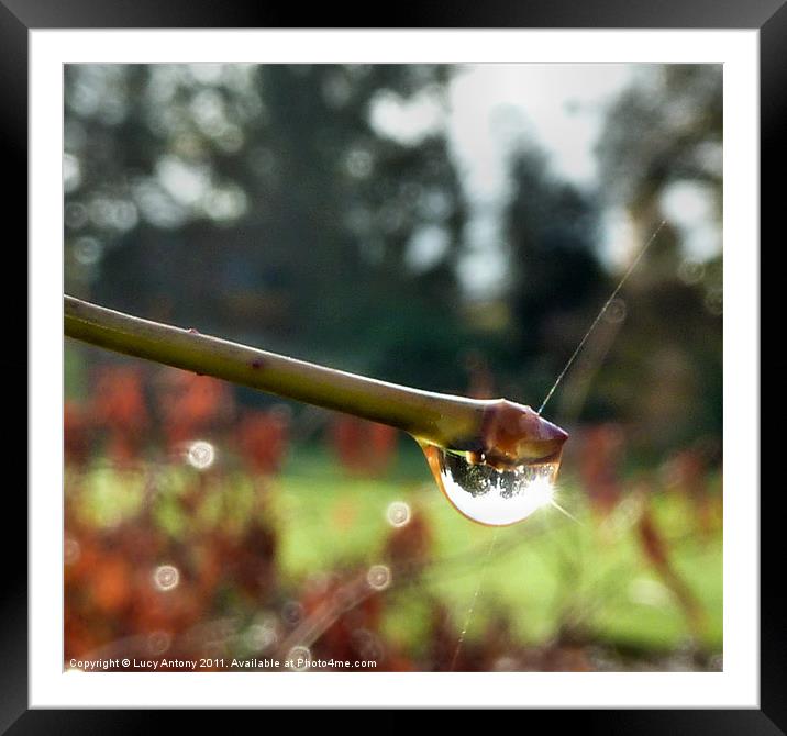 Sparkling bud Framed Mounted Print by Lucy Antony