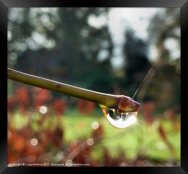 Sparkling bud Framed Print by Lucy Antony