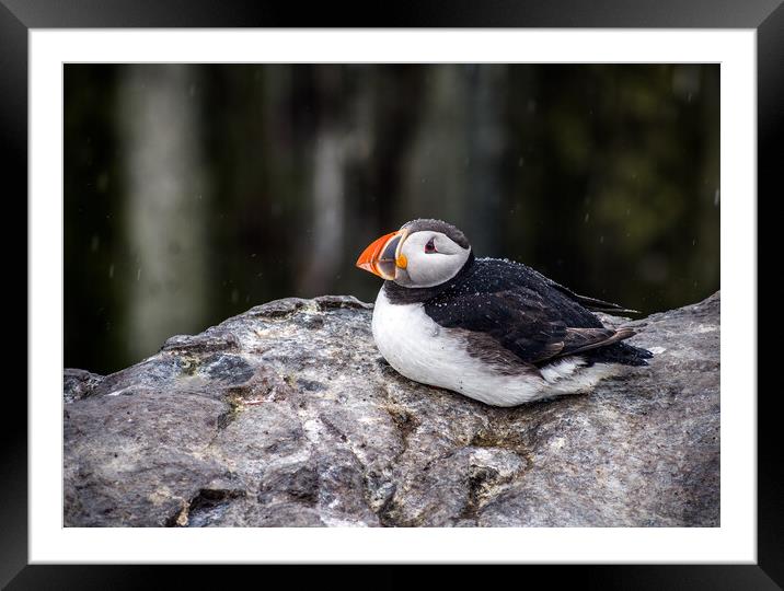 Puffin in the Rain Framed Mounted Print by Peter Jarvis