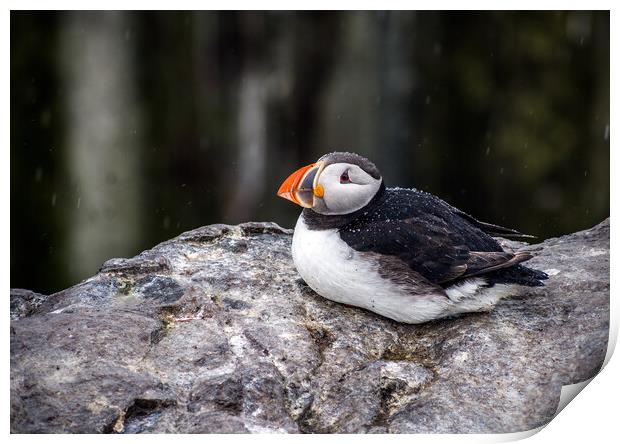 Puffin in the Rain Print by Peter Jarvis