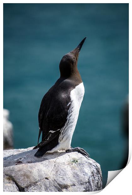 Guillemot on the Farne Islands, Northumberland, UK. Print by Peter Jarvis