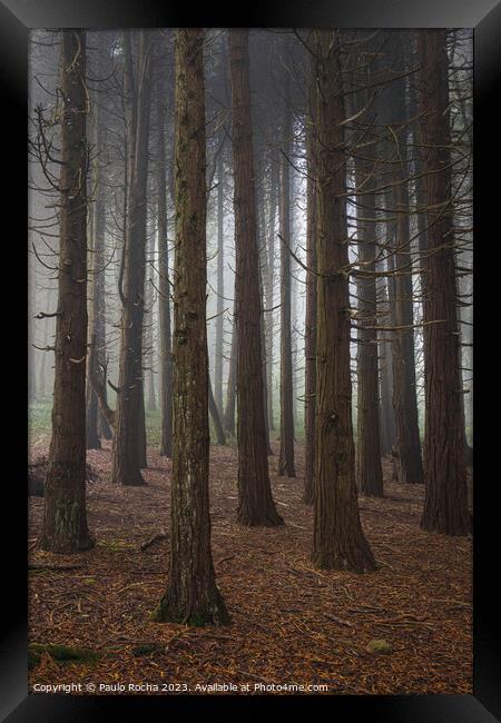 Forest with fog in Sintra Framed Print by Paulo Rocha