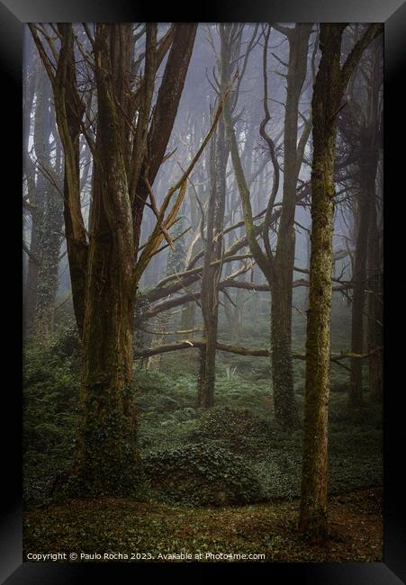 Morning fog in forest and fallen tree Framed Print by Paulo Rocha
