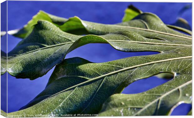 "Enchanting Foliage: The Alluring Fatsia Japonica" Canvas Print by Tom McPherson