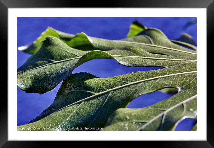 "Enchanting Foliage: The Alluring Fatsia Japonica" Framed Mounted Print by Tom McPherson