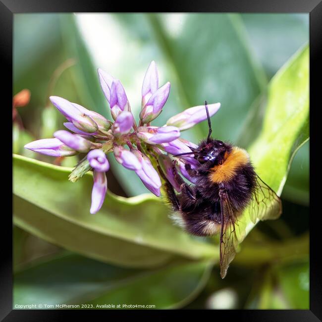 Delicate Dance of Nature's Pollinators Framed Print by Tom McPherson