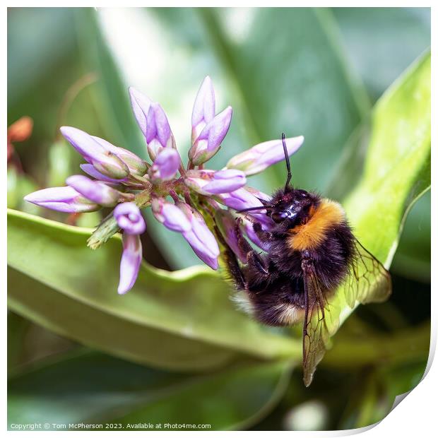Delicate Dance of Nature's Pollinators Print by Tom McPherson