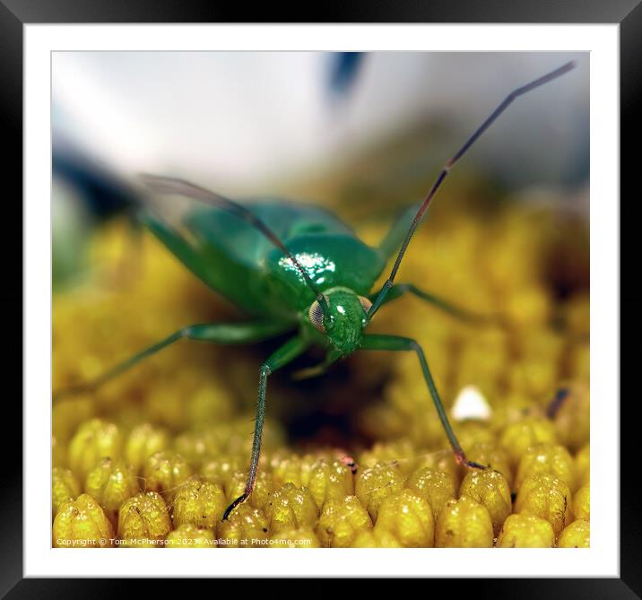 "Nature's Tiny Superheroes" Framed Mounted Print by Tom McPherson