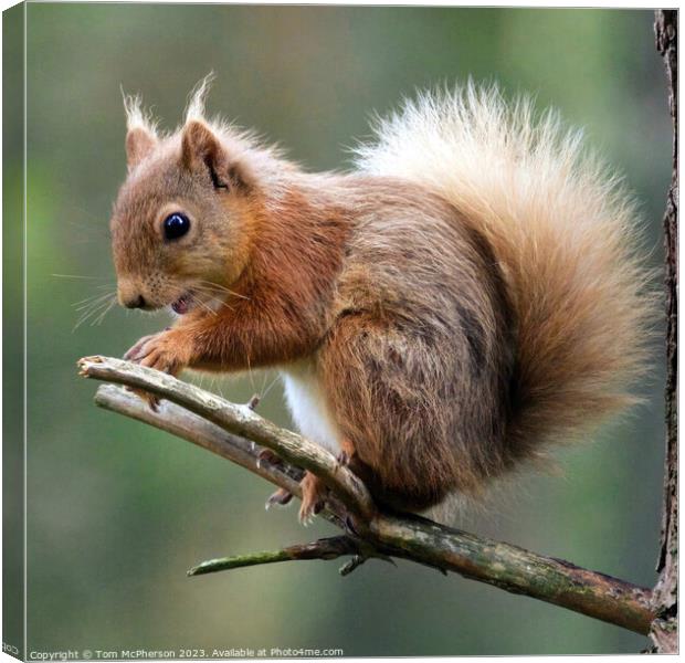 "Graceful Red Squirrel: A Misty Encounter" Canvas Print by Tom McPherson