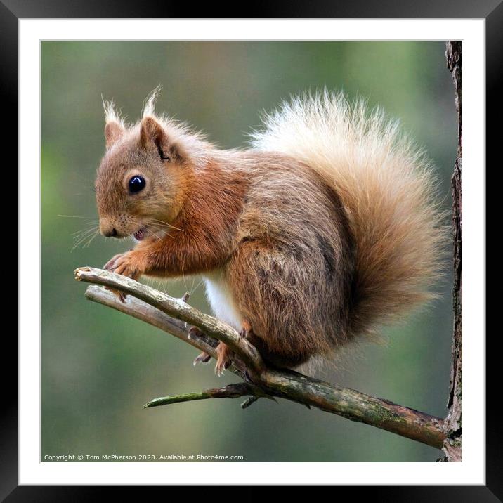 "Graceful Red Squirrel: A Misty Encounter" Framed Mounted Print by Tom McPherson