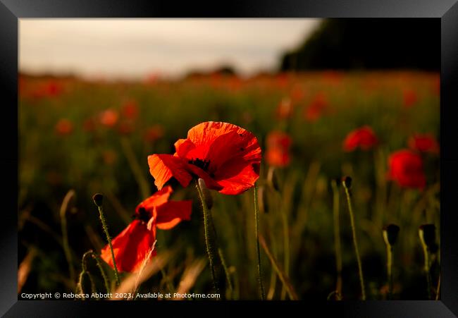 Sunset Poppies Framed Print by Rebecca Abbott