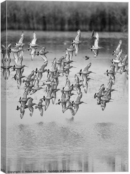 Wader birds in flight Canvas Print by Helen Reid