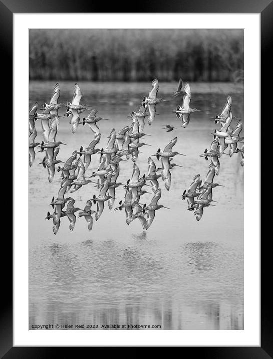 Wader birds in flight Framed Mounted Print by Helen Reid