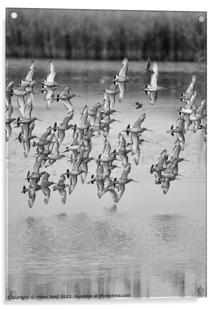 Wader birds in flight Acrylic by Helen Reid