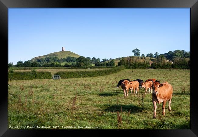 Over the pasture to the Tor Framed Print by David Macdiarmid
