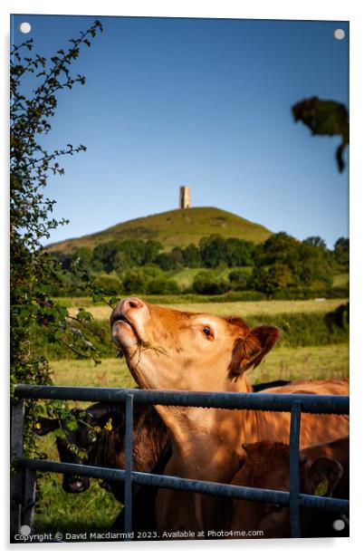 Glastonbury Tor Cows Acrylic by David Macdiarmid