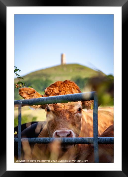 Glastonbury Tor Cow Framed Mounted Print by David Macdiarmid