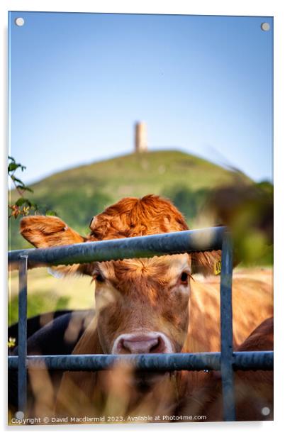 Glastonbury Tor Cow Acrylic by David Macdiarmid