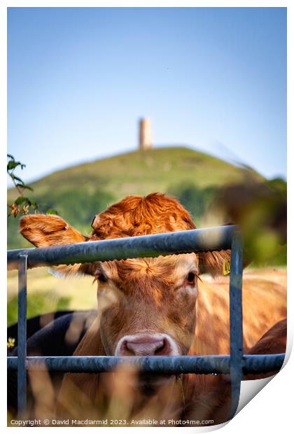 Glastonbury Tor Cow Print by David Macdiarmid