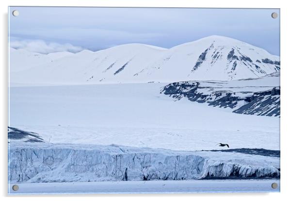 Tunabreen Glacier from Tempelfjorden on Svalbard Acrylic by Martyn Arnold