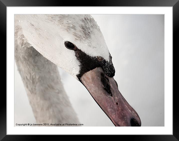 winter swan Framed Mounted Print by Jo Beerens