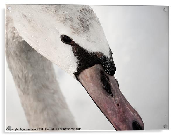 winter swan Acrylic by Jo Beerens