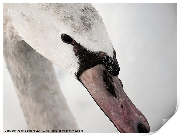winter swan Print by Jo Beerens