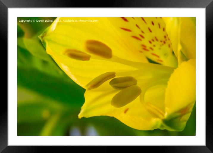 "Radiant Blossom: A Captivating Close-Up of a Gold Framed Mounted Print by Derek Daniel