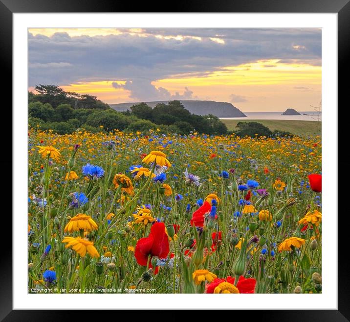 Cornish Coast Wildflower Meadow  Framed Mounted Print by Ian Stone