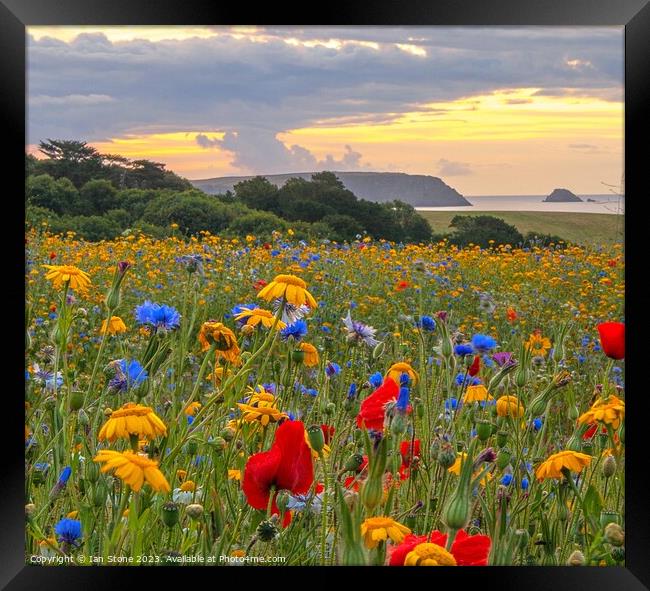 Cornish Coast Wildflower Meadow  Framed Print by Ian Stone
