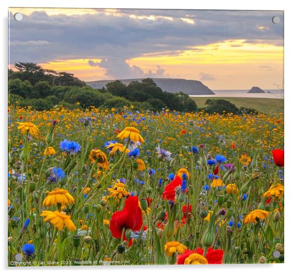 Cornish Coast Wildflower Meadow  Acrylic by Ian Stone