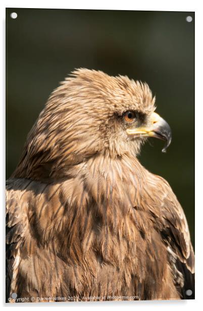 Golden Eagle - Aquila chrysaetos Acrylic by Darren Wilkes