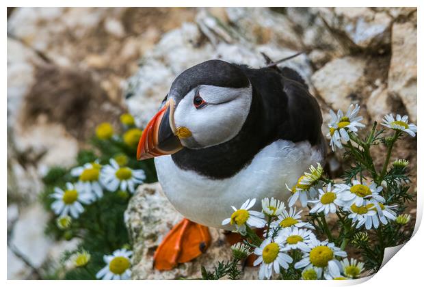 Puffin amongst flowers Print by Jonny Gios