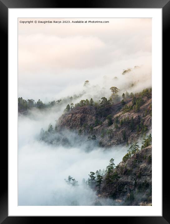 Teide forest in the clouds, Tenerife Framed Mounted Print by Daugirdas Racys