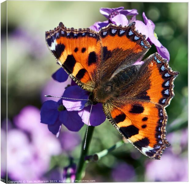 The Enchanting Small Tortoiseshell Butterfly Canvas Print by Tom McPherson