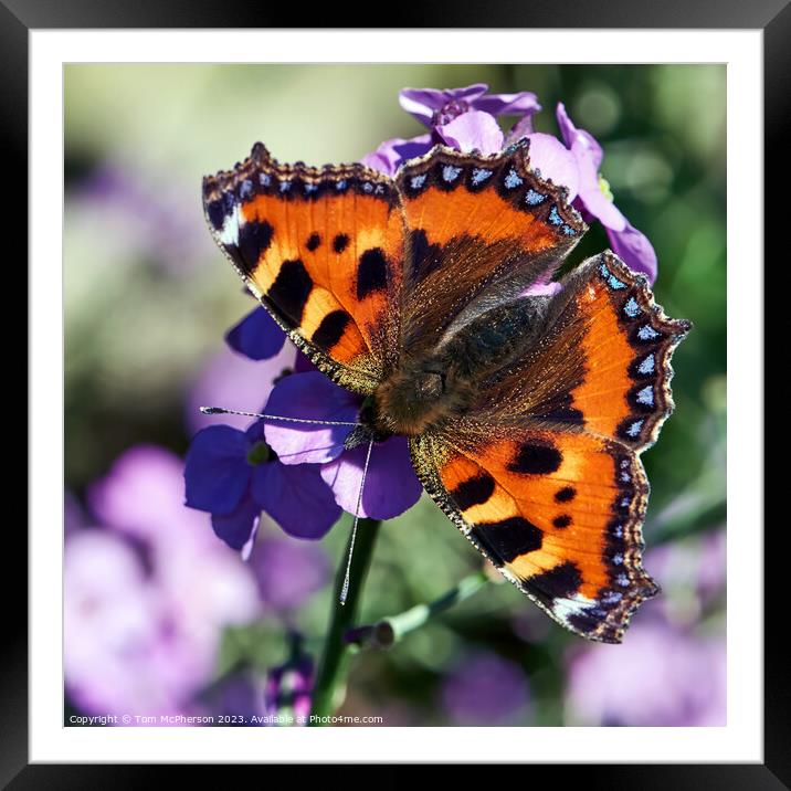 The Enchanting Small Tortoiseshell Butterfly Framed Mounted Print by Tom McPherson