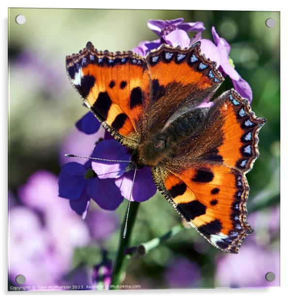 The Enchanting Small Tortoiseshell Butterfly Acrylic by Tom McPherson