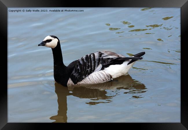Barnacle goose picking up speed Framed Print by Sally Wallis