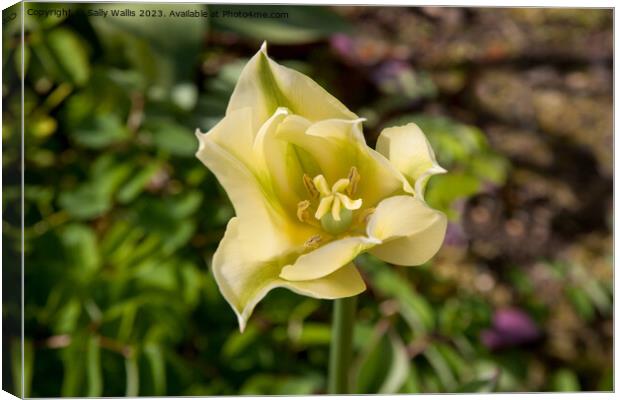 centre of a green and yellow tulip Canvas Print by Sally Wallis