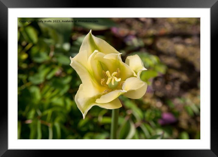 centre of a green and yellow tulip Framed Mounted Print by Sally Wallis