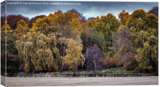 "Autumn's Splendor: A Tapestry of Nature" Canvas Print by Tom McPherson